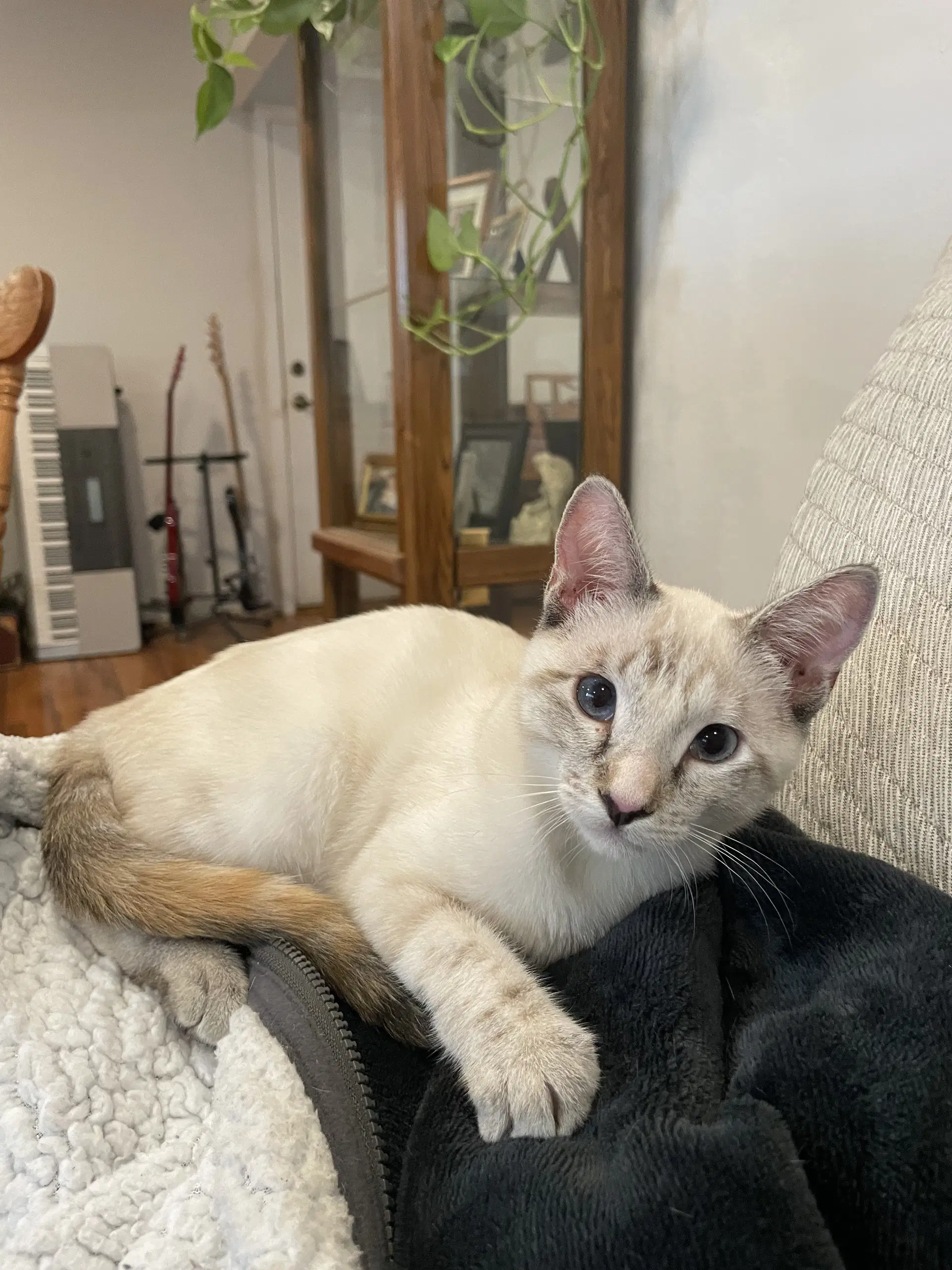 Callie  Cleo Bonded Pair image 2