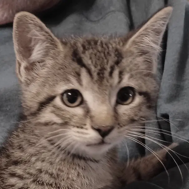 Fisher - Tabby