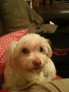 Sophie
