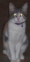 Collette