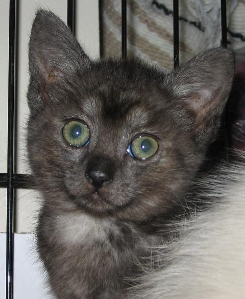 Coco