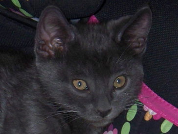 Clyde