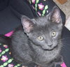 Clyde