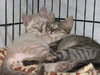 Cuddles