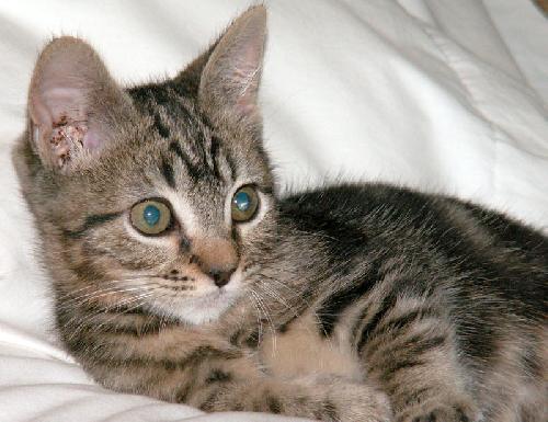 Sweet Pea