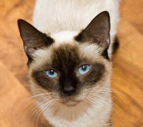 Coco