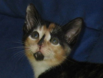 Petunia