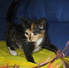 Petunia