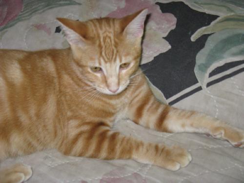 Cinnamon