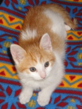 Ron