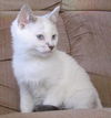 Nim