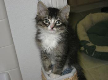 Spunky