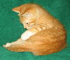 Marigold