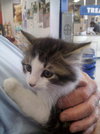 Stewart