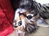 Meow Meow