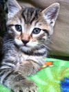 Meow Meow