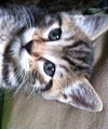 Meow Meow