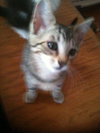 Corina