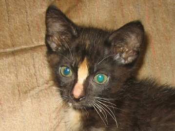 Sweetpea
