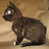 Sweetpea