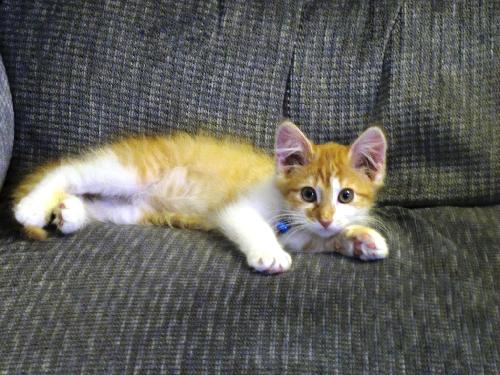 cinnamon