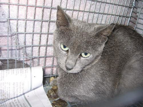 Gray Barn cat