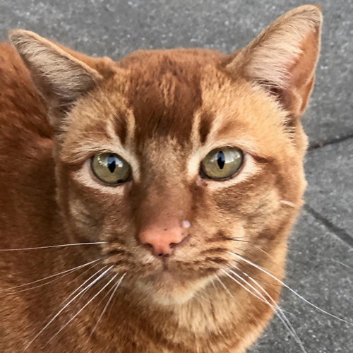 Puss in Boots