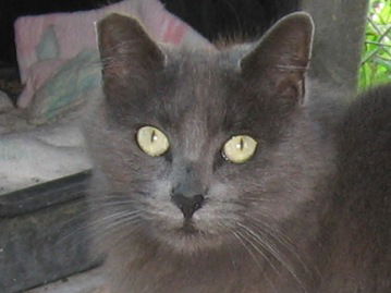 Maxine