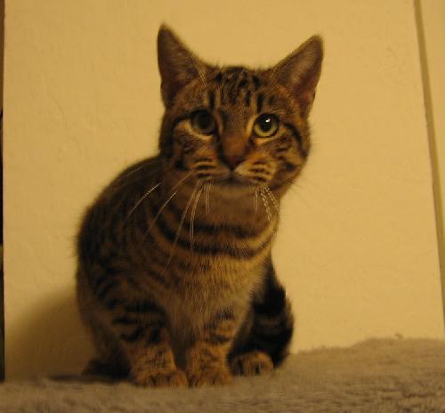 Cleo