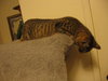 Cleo