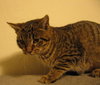 Cleo
