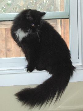 Squeak