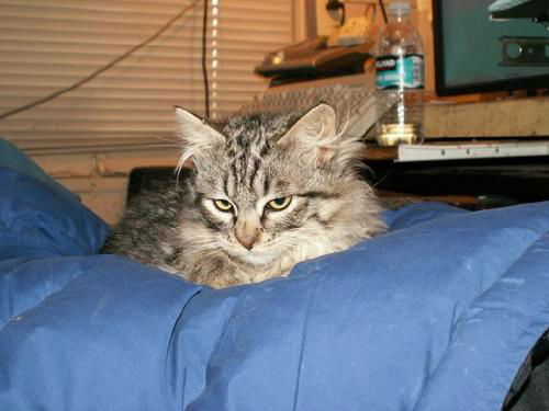 Norman