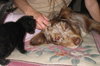 Brandy