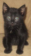 Brandy