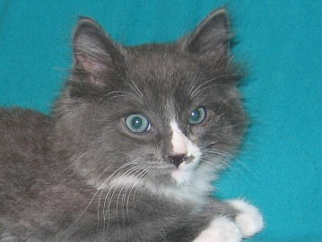 Clyde