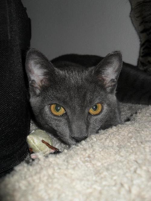 Sweet Pea