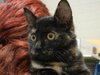 CeCe