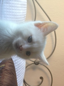 Cotton