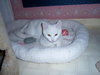 Charleze
