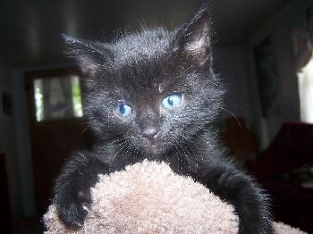 Pepper
