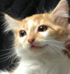 Chico