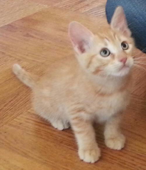 Penny
