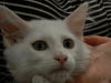 Rosina