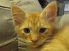 Cheeto