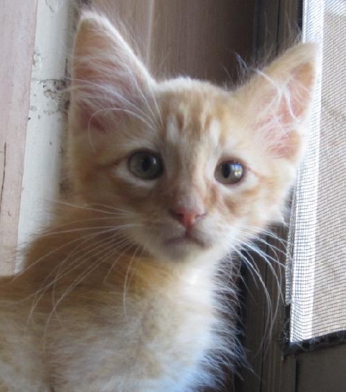 Cheeto
