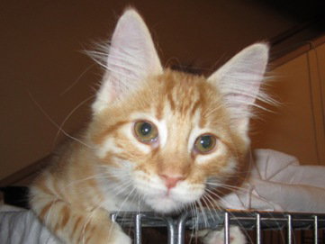 Copper