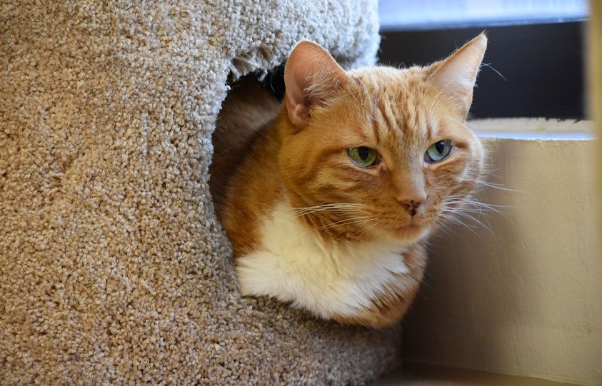 adoptable Cat in San Jose, CA named Ginger-R