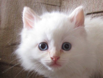 Snowball