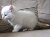 Snowball